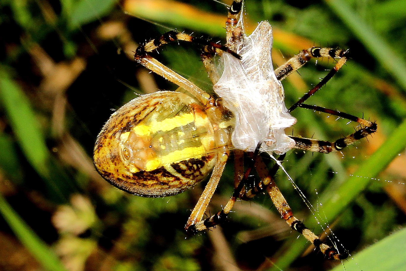 Argiope bruennichi che impacchetta la preda - Monte Cornua